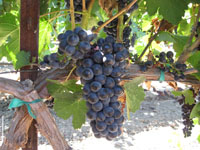 Grape Harvest 2007 1