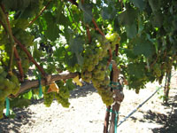 Grape Harvest 2007 2