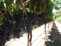 Grape Harvest 2007 3