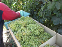 Grape Harvest 2007 7